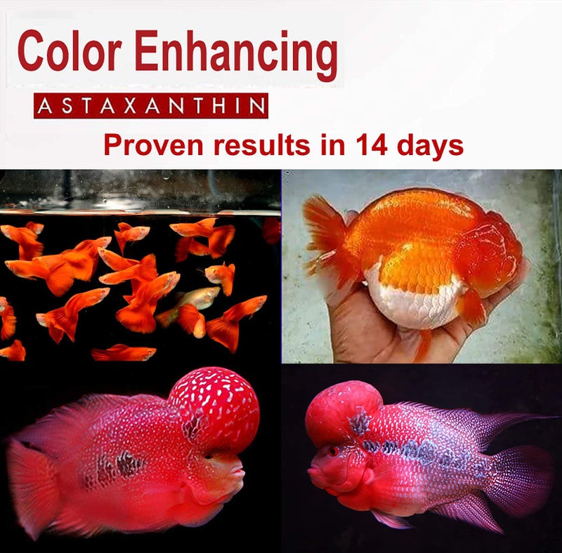 HULX Astaxanthin Red Color Enhancing Powder All Type Fishes Tropical Fish Goldfish KOI Baby Fry Fish Guppy Betta Small Fish Use Mix Fish Food Granular Flake Sinking Floating Pellets 0.06 Lb. (30 g.) - Image 5